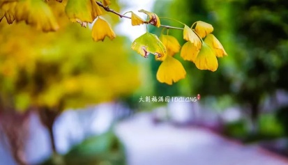 大朗风光 | 尽日苔阶闲不扫，满园银杏落秋风