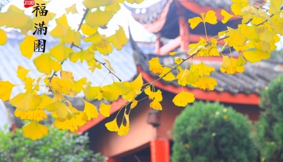 大朗福满园 | 赏银杏 品诗词