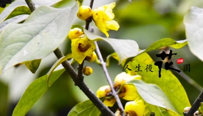 人生後“花”园，赏梅福满园