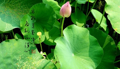 大朗陵园——荷风送香气，大朗花满园！